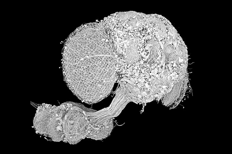 오픈소스로 공개된 수컷 초파리 커넥톰. 하워드휴스의학연구소(HHMI)