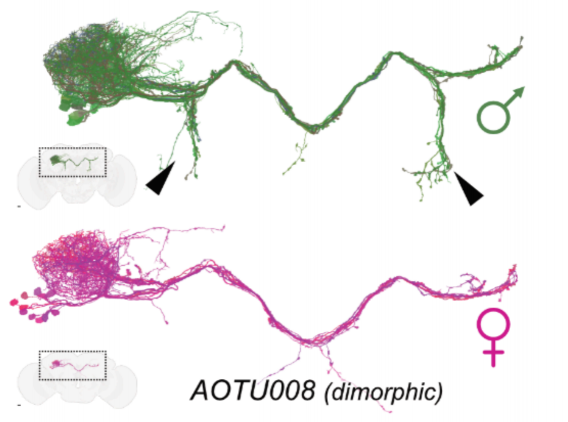 Fruit Fly Brain Replicated in a Computer... Now Driving, Gaming, and ...