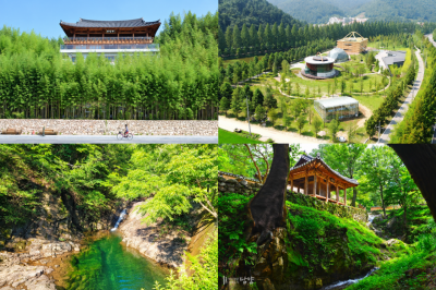 담양 주요 관광지 모습. 왼쪽 위부터 시계 방향으로 죽녹원, 메타세쿼이아랜드, 소쇄원, 가마골생태공원. 담양군 제공