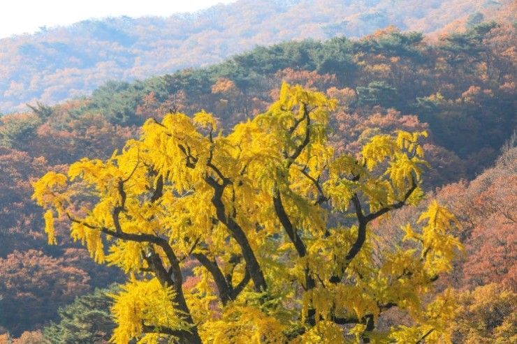 은행나무. 양평군 제공