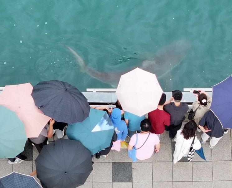 29일 부산 북구 북항친수공원에서 부산해경, 부산소방재난본부 구조정과 고무보트가 물줄기를 뿌리며 상어(부캉이)를 수로 밖으로 몰아내는 작업을 진행하고 있는 가운데 부캉이가 구조작업을 피해 다시 벽면에 붙어 이동하고 있다. 이날 오후 1시 기준으로 상어는 아직 수로 밖을 벗어나지 않고 있다. 연합뉴스