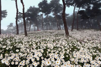 3,000여 그루의 소나무 아래 15만㎡에 걸쳐 피어난 흰 구절초. 정읍시청 제공