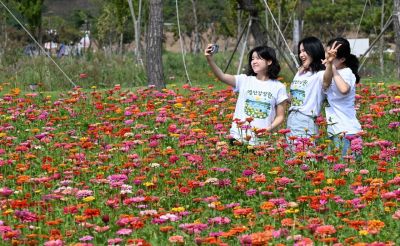백일홍이 만개한 영산강정원을 찾은 시민들이 기념사진을 찍고 있다. 나주시 제공