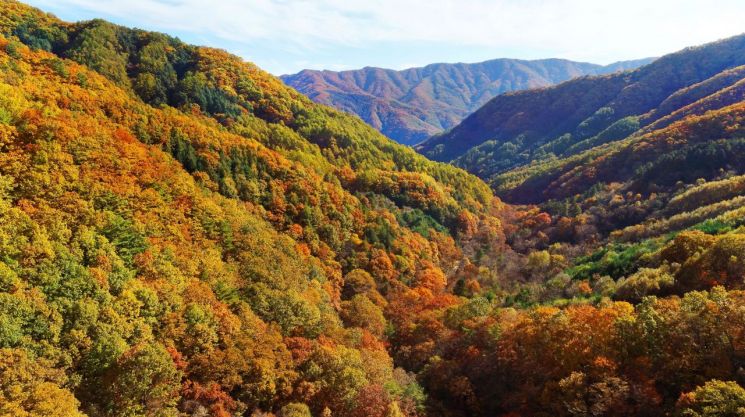 명지산 단풍. 가평군 제공