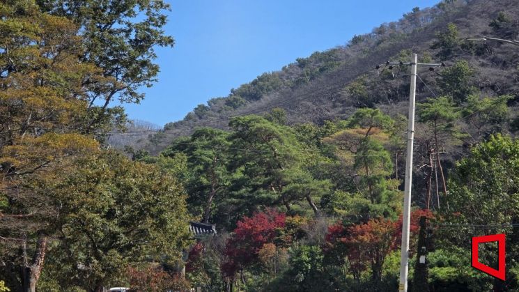 경북 초대형 산불 발생 567일째…불길 속 살아남은 단풍나무, 다시 붉은빛으로[사진=권병건 기자]