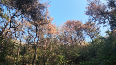 지난 13일 전남광주통합특별시 광산구 삼거동의 한 야산에서 소나무들이 붉은빛과 회갈색으로 변한 채 서 있다. 재선충병 감염이 의심되는 나무들로, 정확한 감염 여부는 검사가 필요하다. 김완중 기자
