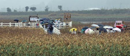 24일 제11회 강진만 춤추는 갈대축제가 열린 전남 강진군 강진만생태공원에서 관광객들이 우산을 쓰고 빗속 갈대밭을 거닐고 있다. 강진군 제공