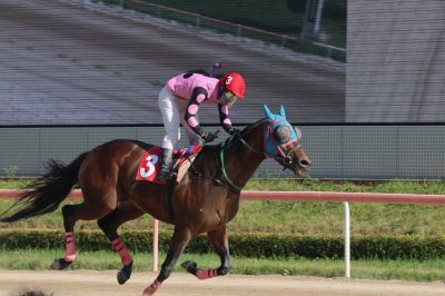 국제신문배에 출전하는_로쉬. 렛츠런파크 부산경남 제공