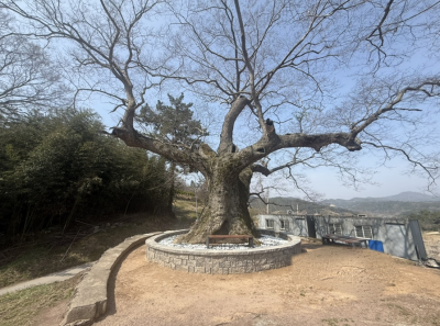 춘양면 회송리에 위치한 보호수. 화순군 제공