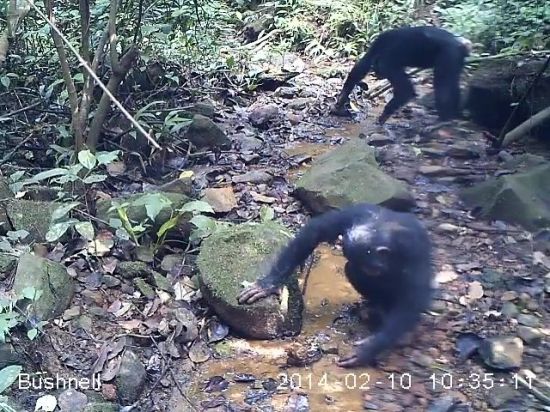 사냥 침팬지 원숭이 속보서비스