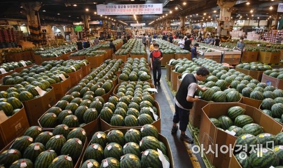 [포토] 경매장 수박 살피는 상인들