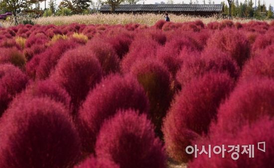 [포토] 붉게 물든 댑싸리 - 아시아경제