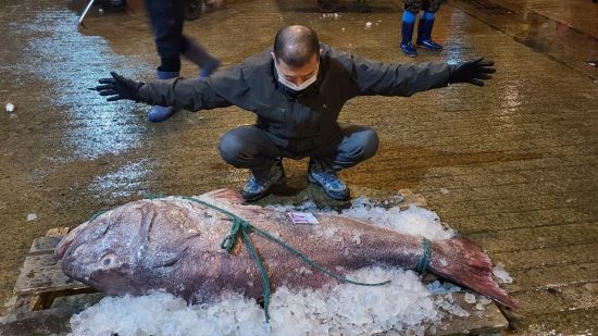 ‘전설의 대물’이 나타났다 … 부산서 1.8m길이 돗돔 270만원에 팔려