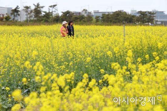 [포토]인천공항 하늘정원 유채꽃밭 
