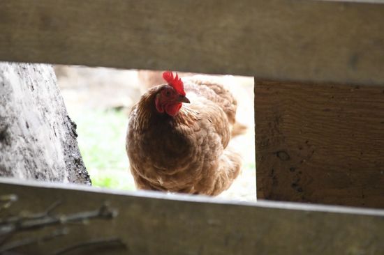 이번엔 닭고기…'우크라 전쟁 여파'에 말레이시아 내달부터 수출 중단