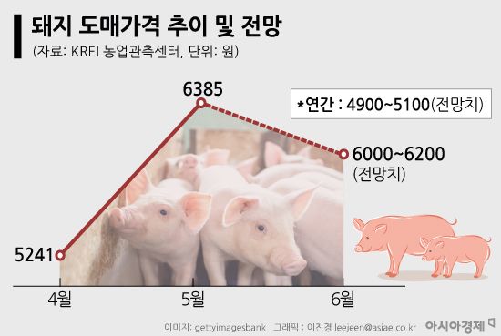 [폭염의 경제학⑥]상추는 말라죽고 사료 안먹는 소·돼지…인플레 부추기는 폭염