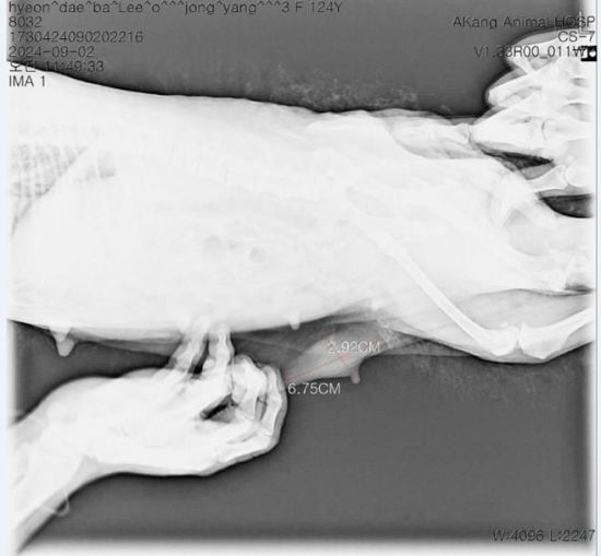 현대바이오, 반려견 전용 '무고통' 항암제 임상3상 착수