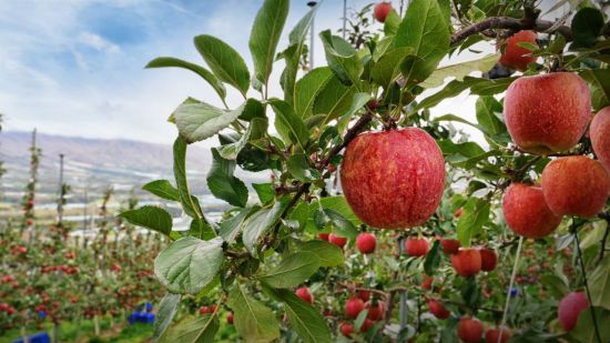 KB인베, 과일 IP 회사에 100억 추가 투자