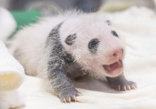 에버랜드, 생후 3주 '막둥이' 아기 판다 사진 공개