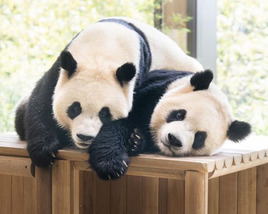 에버랜드 쌍둥이 판다 '세 돌'…국내서 마지막 생일 보낸다