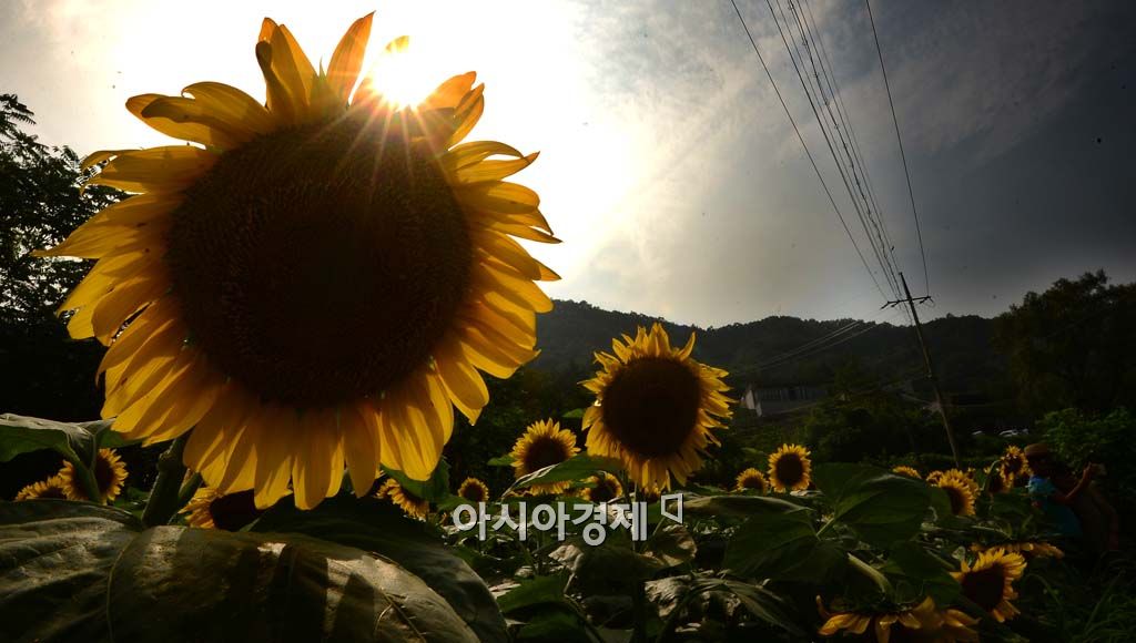 기사이미지