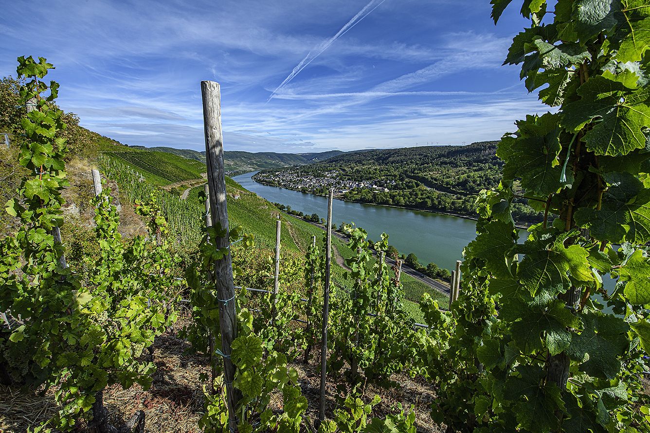 독일 모젤 지역 최고 등급 포도밭 중 하나인 '젤팅어 존넨우어(Zeltinger Sonnenuhr)' 전경.

＜사진제공 =마르쿠스 몰리터 홈페이지＞