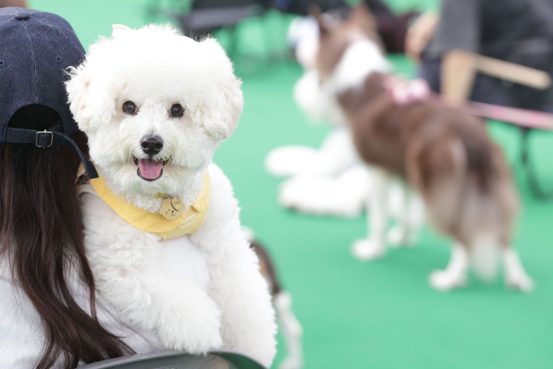 At the 'Songpa Pet Festival' held at the Tancheon Retention Basin Dog Playground in Songpa-gu, Seoul, pets and citizens are enjoying the event. Photo by Yonhap News