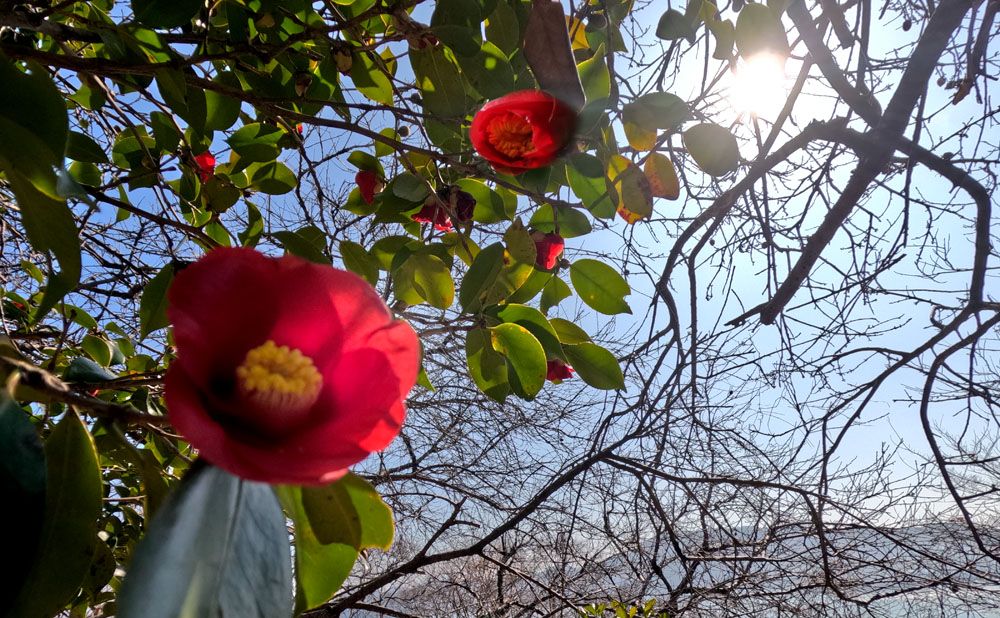 동백섬 오동도에서 바라본 동백