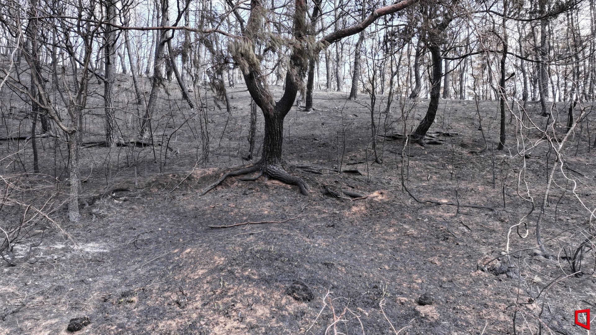 Traces left by the wildfire. A panoramic view of Juwangsan National Park in Cheongsong County, Gyeongbuk, on the 7th. Trees burned by the flames have turned ashen, revealing bare branches. Photo by Ministry of Environment Joint Press Corps