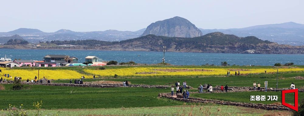 In April and May, the vast 600,000㎡ green barley field of Gapado Island dances like a blue wave.
