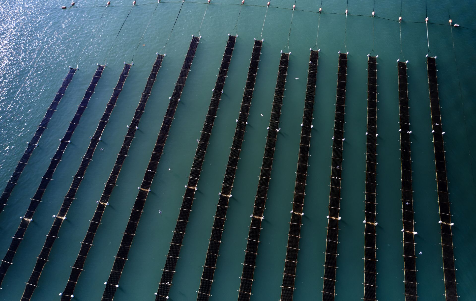 海带养殖场。Getty Images供图