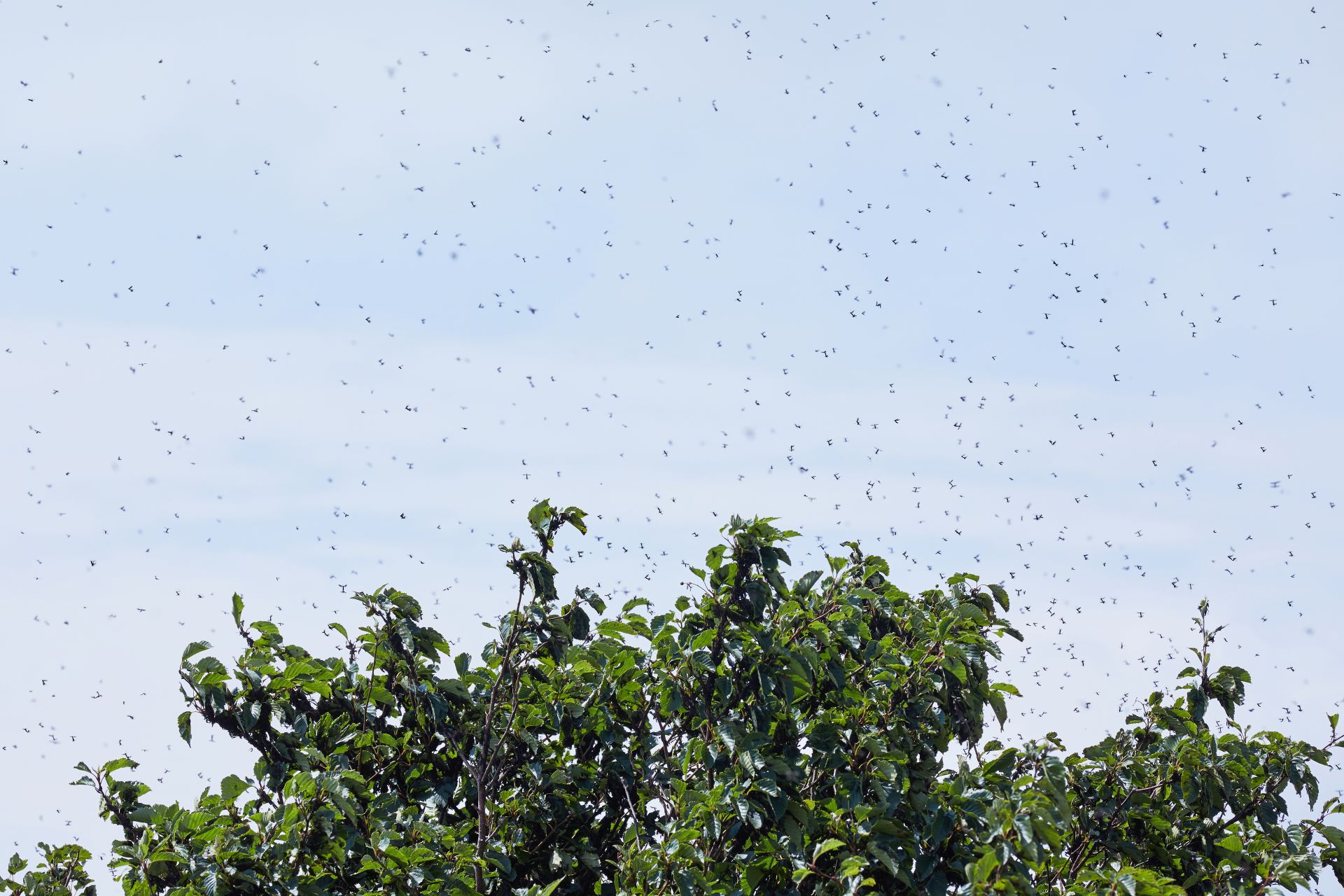  “하늘 덮기 전에 차단한다” 인천 계양산 일대 러브 버그 유충 집단 확인 ☞ 친환경 BTI 방제제 살포 한 쌍이 수백 개의 알 낳는 강한 번식력 5월 중순 번데기 전 단계가 방제 적기 사진출처 : 게티이미지뱅크